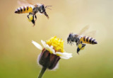 bee.jpg